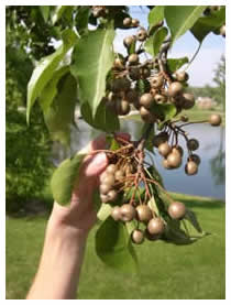 Fruits (seeds) of Callery pear trees are dispersed by birds to nearby natural areas creating invasive populations.